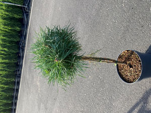 Bild von Pinus